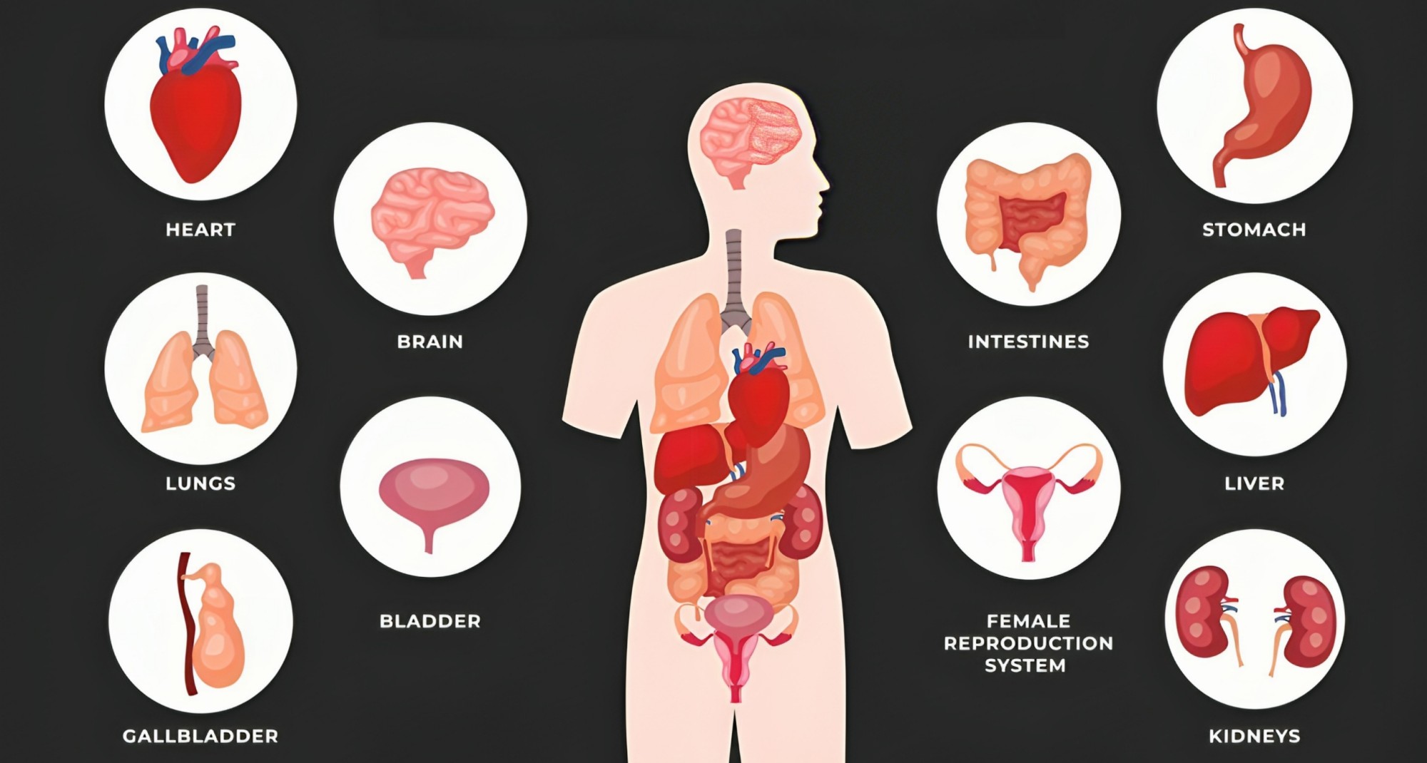 HUMAN ORGANS 