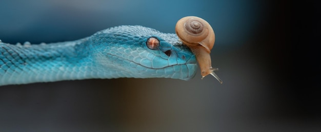 Facts about animals 