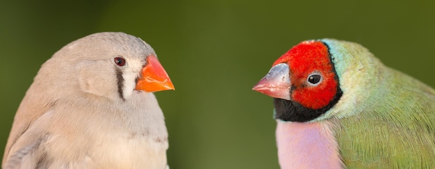 Which bird is this 