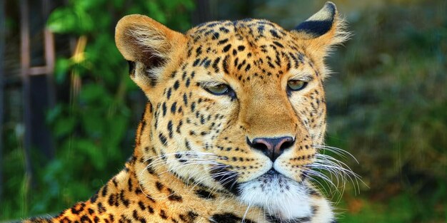 All about animal 
