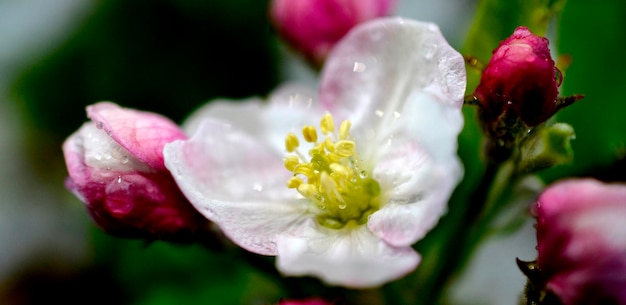 Scientific name of flowers 