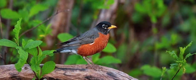 Identify The Bird