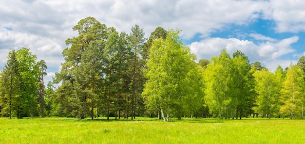 Tree-mendous: Scientific Names