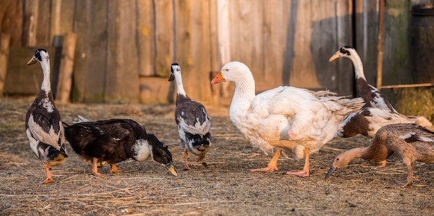All about domestic animals 