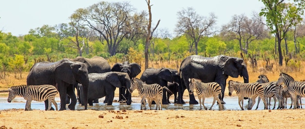 Animals of Asia and Africa