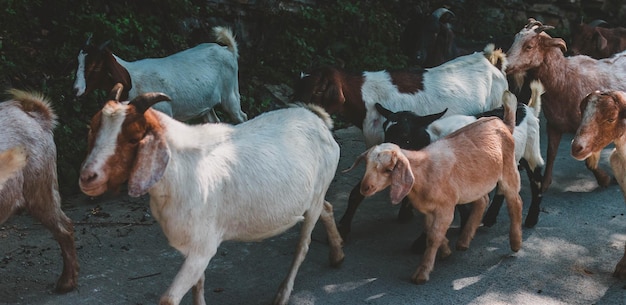 Domestic Animals Quiz (Pt.2)