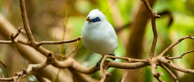 Worldwide endangered birds