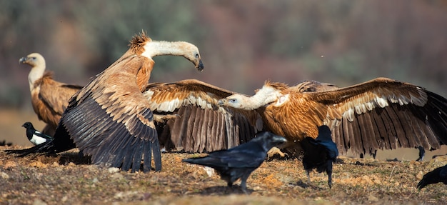 Wild and domestic animal