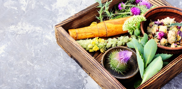 From Garden to Latin: Herbs Quiz
