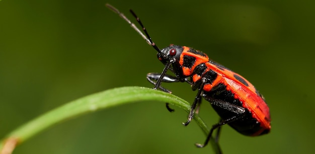 Guess the Insects 