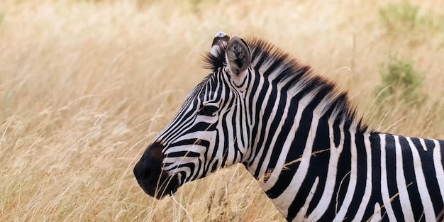 Animal names