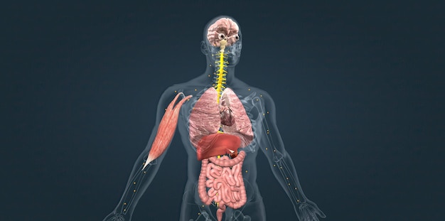 Human Anatomy