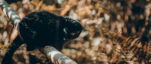 Identify: Pets or Wild animals