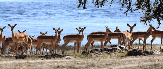 Guess The Name of The Wild Animal