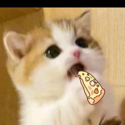 kitty1