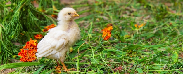 Born to Fly… or Not?