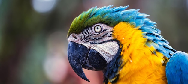 Guess the national animal of Country 