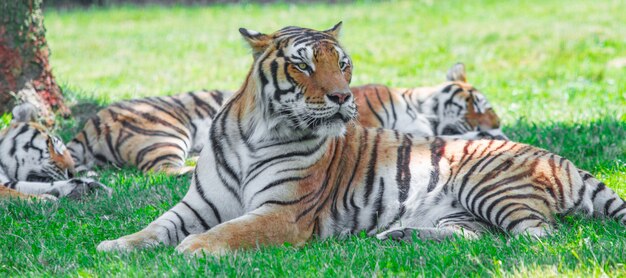 All about the Asian Animals 