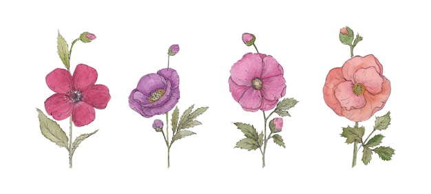 Botanical Names Challenge