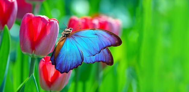 🦋 World’s Most Beautiful Butterflies – Guess The Name!