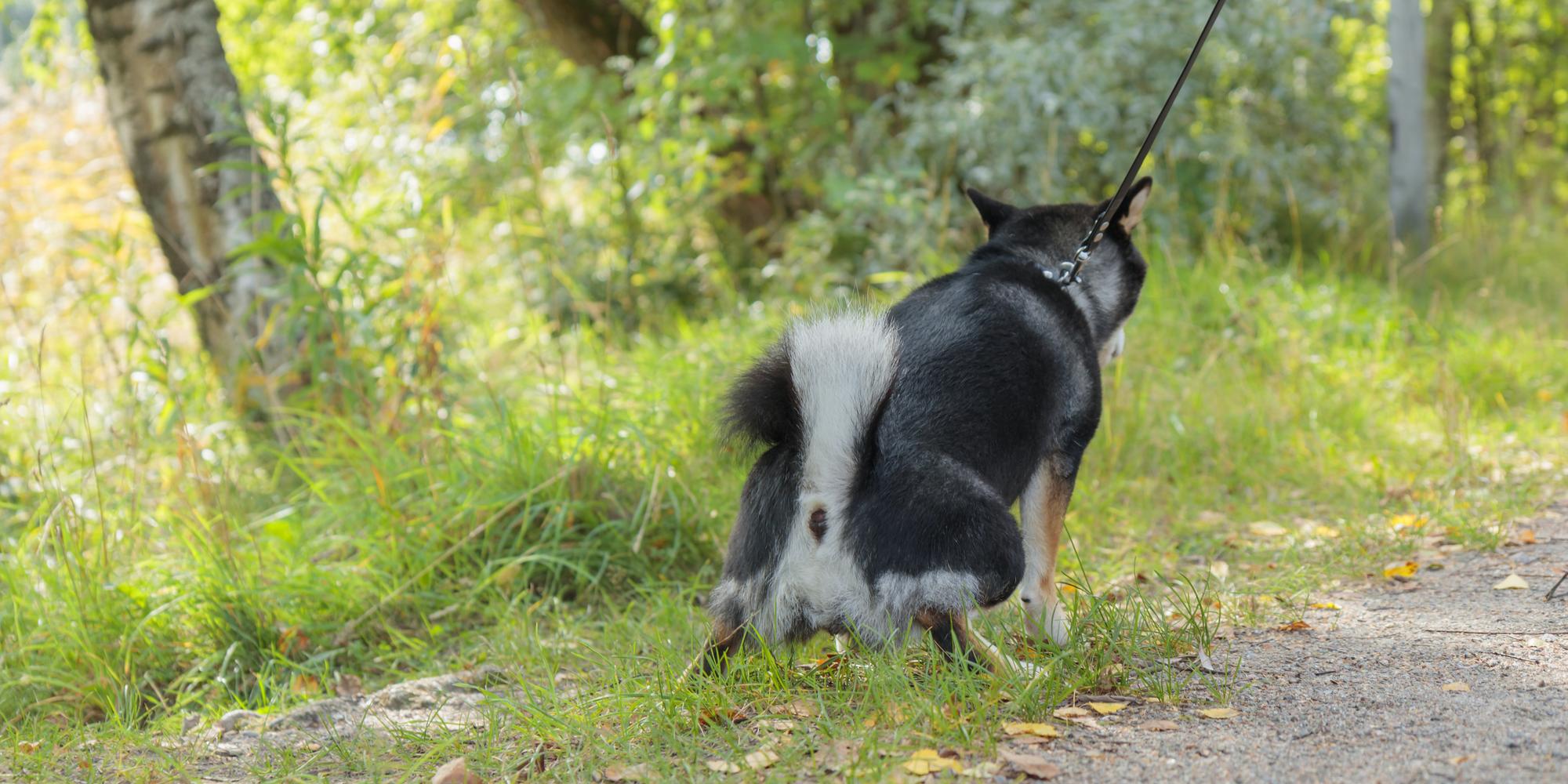 Guess The Domestic Animals by Its Tail (pt-1)