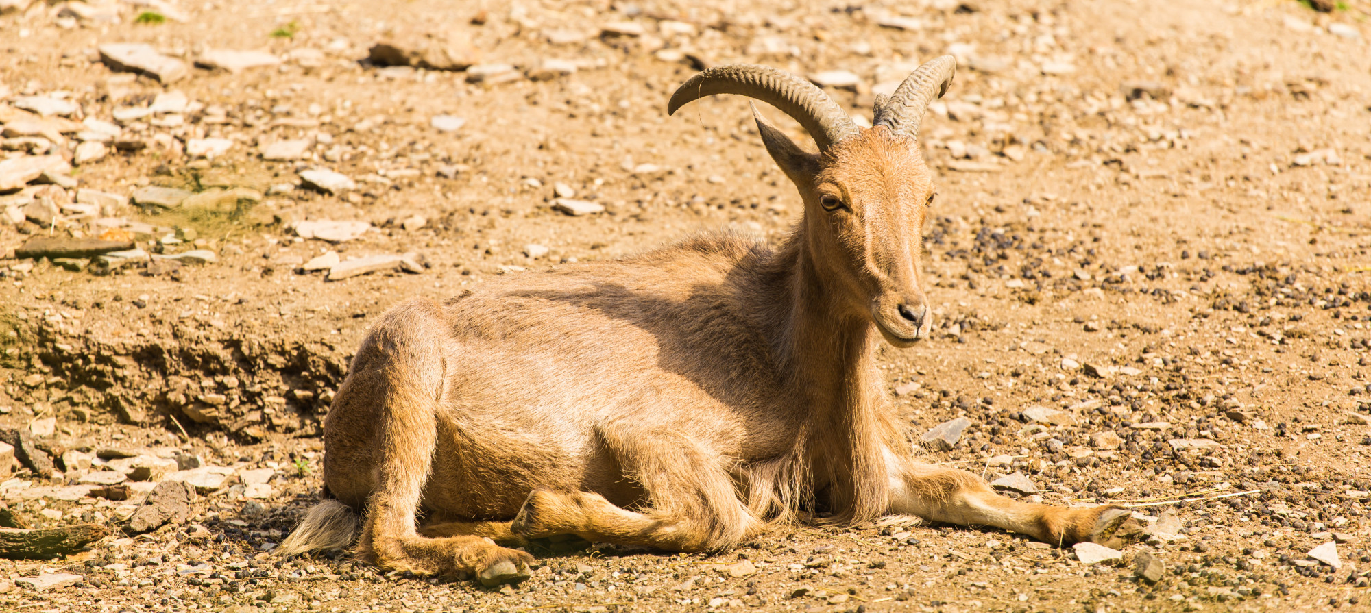 Guess the animal by its tail 