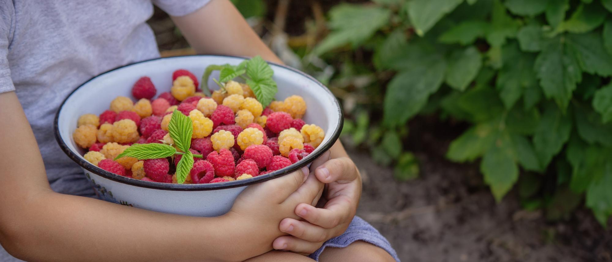 Which Fruit Grows in Which Season?