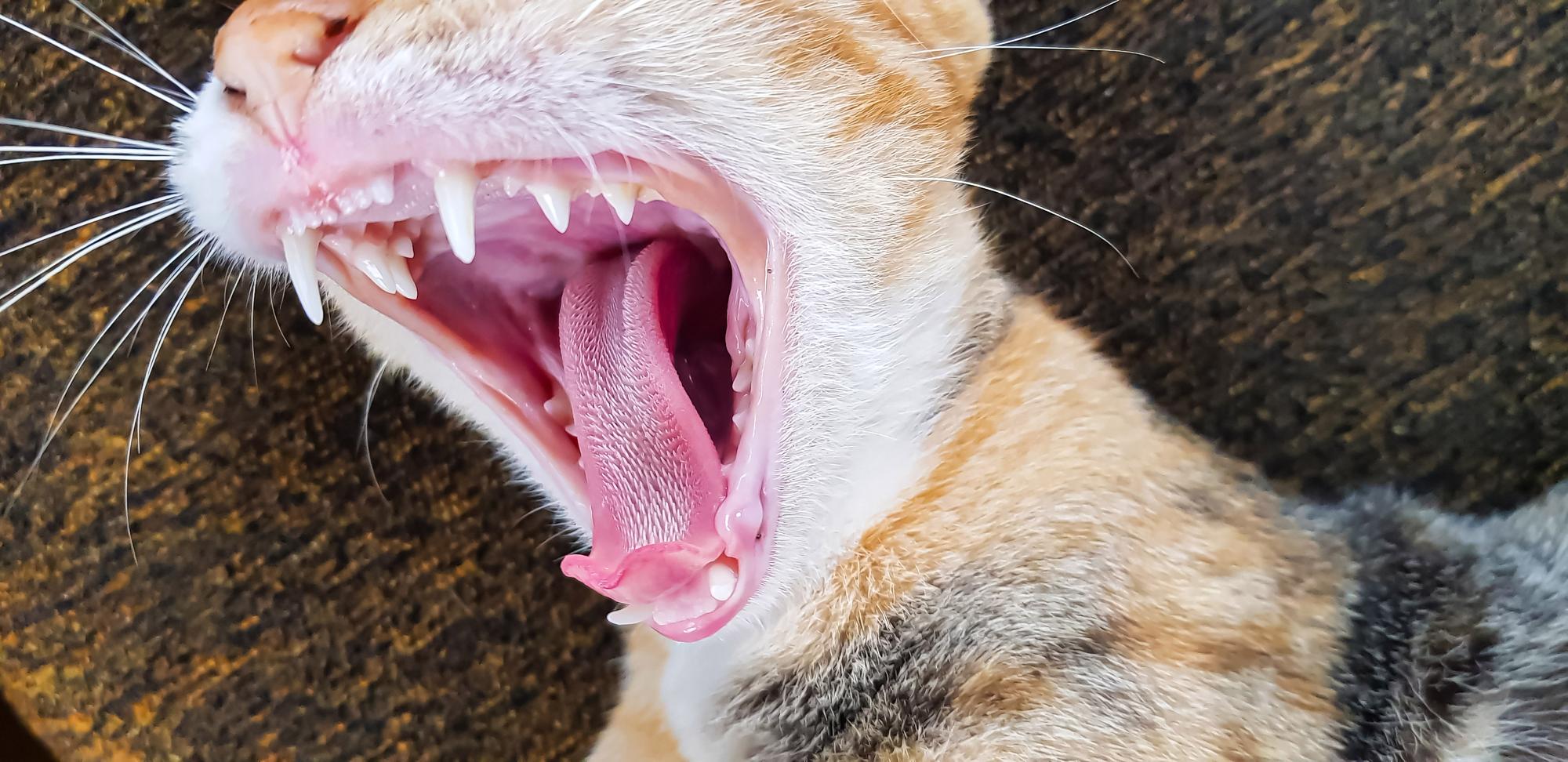 Guess the Animal by Its Mouth 