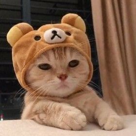meo