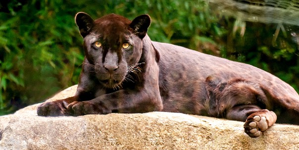 Wild thing!