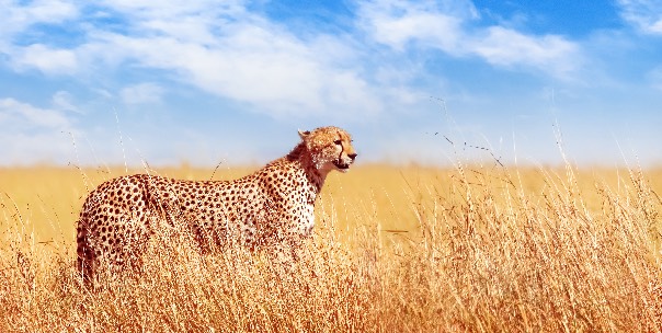 Walk on the Wild Side