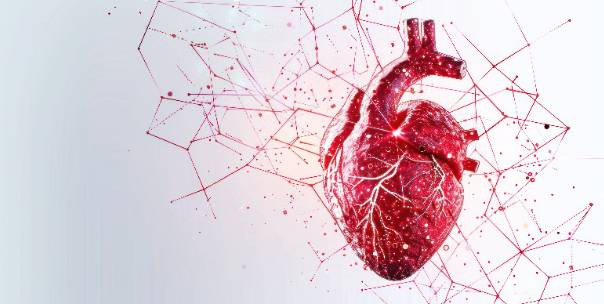 Cardiovascular System