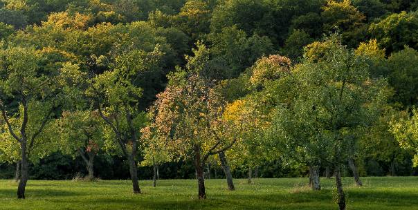 Trees