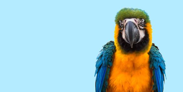 Guess the bird!