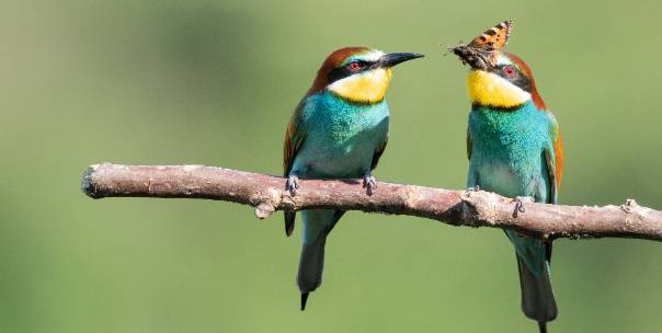  Avian Wonders ( Pt.1 )