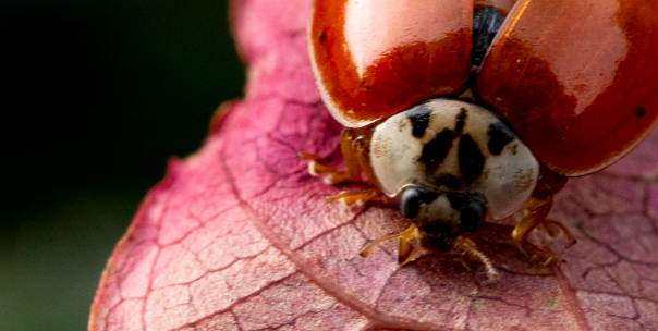 All about insects ( Pt.2 )