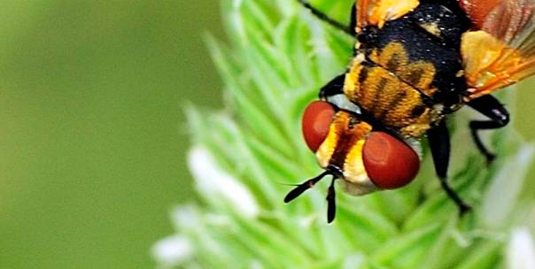 All about insects ( Pt.1 )