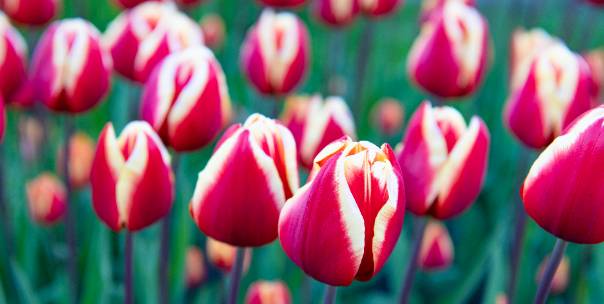 National flowers ( Pt.1 )