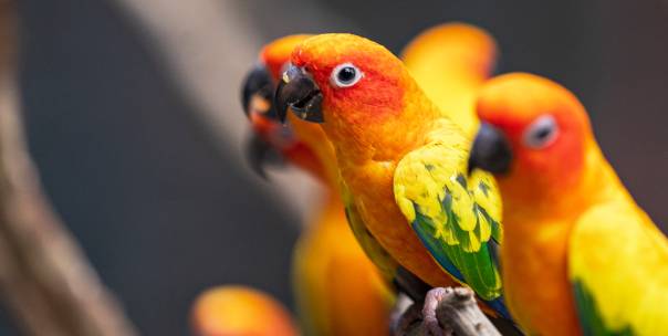 Parrot Breeds 