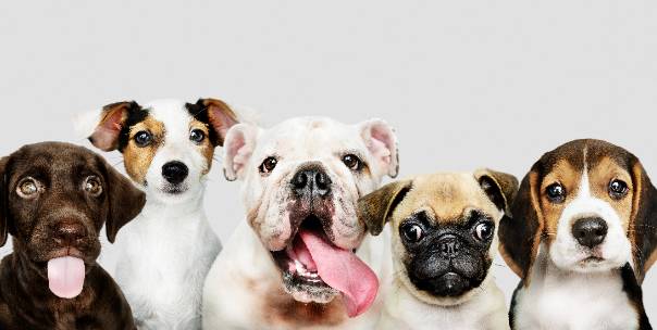 Name More Dogs