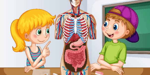 Body Parts