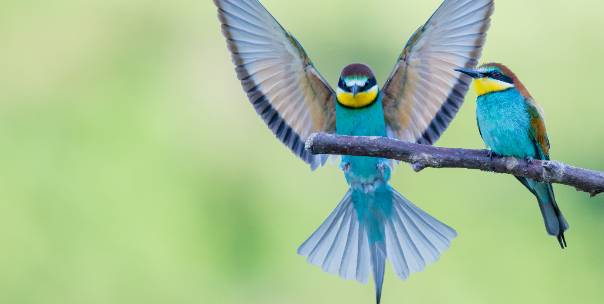 All about Birds