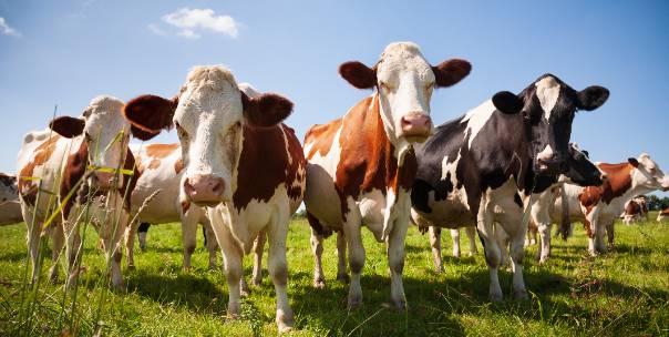 Cow: National animal of Nepal 