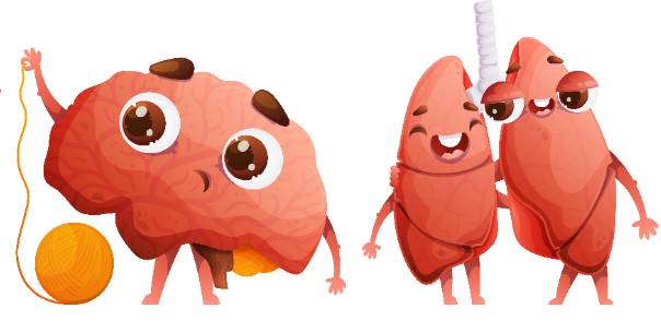 Human body: Organs
