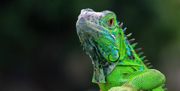 All about animals ( Pt.6 )