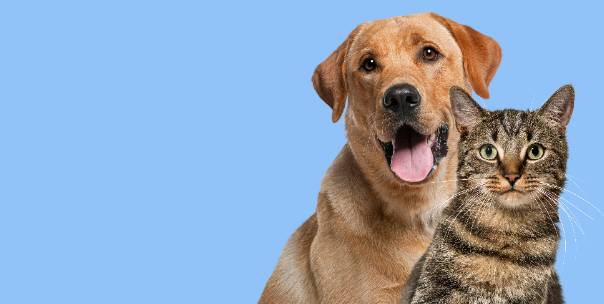 Pet Animals 
