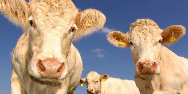 Cows