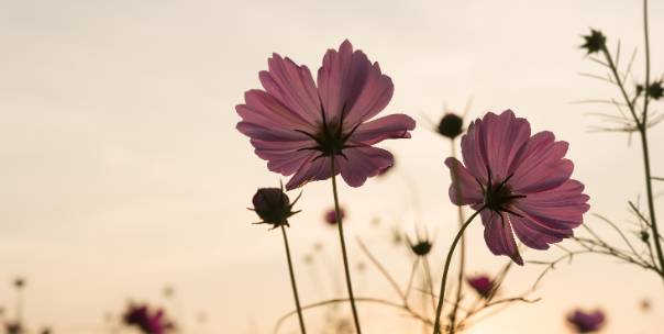 Guess the flower