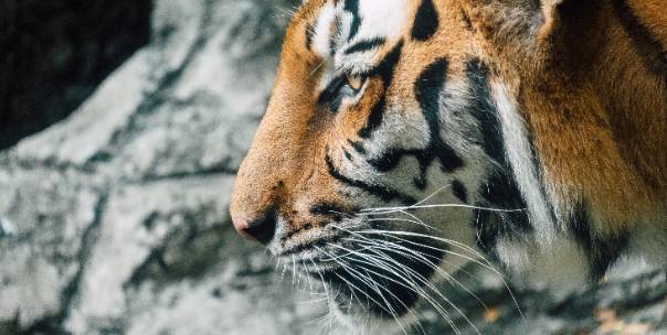 National Animals of Asia ( Pt.1 )