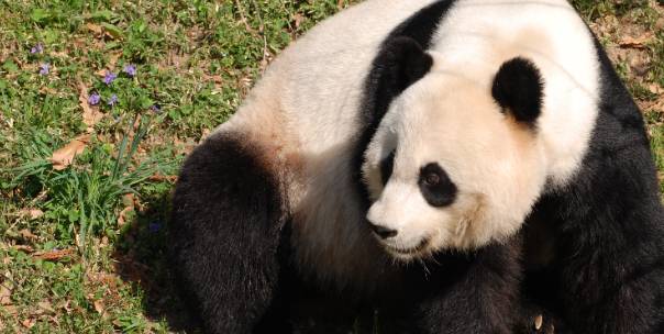 National animals of Asia ( Pt.2 )